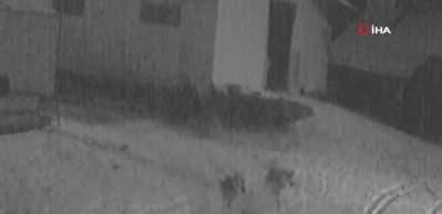 K&ouml;ye inen iki kurt k&ouml;peğe saldırdı