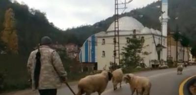 Koyunların boynuzlu aile kavgası kameralarda