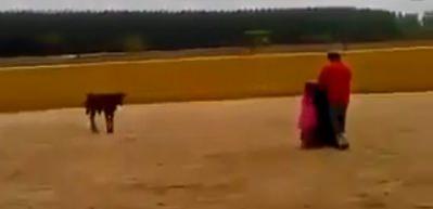 K&uuml;&ccedil;&uuml;k boğanın intikamı