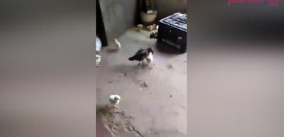 K&uuml;&ccedil;&uuml;k boyu ile tavuğa kafa tutan civciv!
