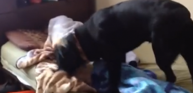K&uuml;&ccedil;&uuml;k &ccedil;ocuğu uyandıran işbirliği