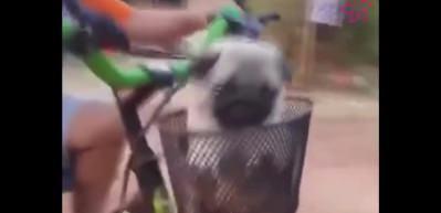 K&uuml;&ccedil;&uuml;k &ccedil;ocuk minik k&ouml;pekleri b&ouml;yle taşıdı