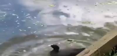 K&uuml;&ccedil;&uuml;k &ccedil;ocuk, &ouml;rdeklerin g&ouml;lette yuva yapmasına yardım ediyor!