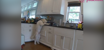 Kurabiye hırsızı k&ouml;pek yakalandı!