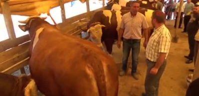  Kurbanlık boğa 23 bin liraya satıldı