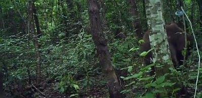 K&uuml;re Dağları&rsquo;ndaki yaban hayatı fotokapanda