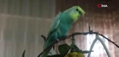 Kuş dile geldi, PKK'ya beddua etti