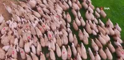 Kuzuların anneleri ile buluşması havadan g&ouml;r&uuml;nt&uuml;lendi