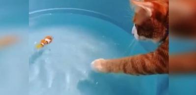 Leğendeki balığı yemeye &ccedil;alışan kedi