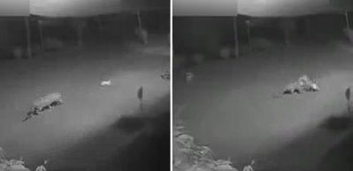 Leopardan k&ouml;peğe korkun&ccedil; saldırı (+18)