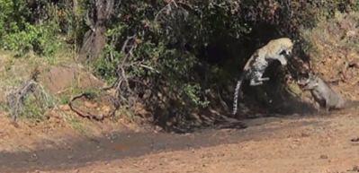 Leoparın hamlesini b&ouml;yle savuşturdu
