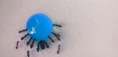 Likit şekeri afiyetle bitiren karıncalar