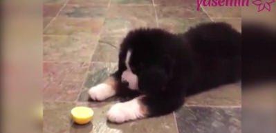Limonun tadına ilk kez bakan k&ouml;pek kendinden ge&ccedil;ti