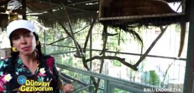Luwak kedilerinin &uuml;rettiği d&uuml;nyanın en pahalı kahvesi 