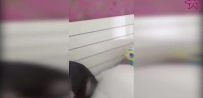 Makyaj malzemelerine bulanan k&ouml;pek g&uuml;ld&uuml;rd&uuml;