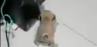 Mama g&ouml;r&uuml;nce kendini kaybeden yavru k&ouml;pek