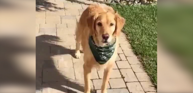 Mamaları bir t&uuml;rl&uuml; yakalayamayan k&ouml;pek g&uuml;ld&uuml;rd&uuml;