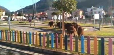 Marmaris'te a&ccedil; kalan domuzlar şehre indi
