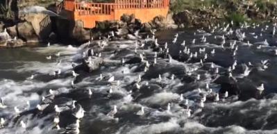Martıların balık kavgası b&ouml;yle g&ouml;r&uuml;nt&uuml;lendi