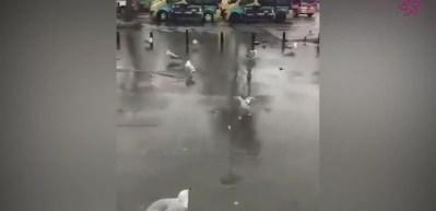 Martıların simidine g&ouml;z koyan adam!