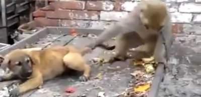 Maymun k&uuml;&ccedil;&uuml;k k&ouml;peği &ccedil;ıldırttı