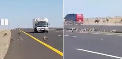 Maymunlar bir anda otobana fırladı!