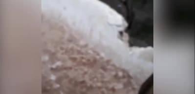 Mehmet&ccedil;ik'ten duygulandıran hareket... Suriyeli &ccedil;ocukla ekmeğini paylaştı