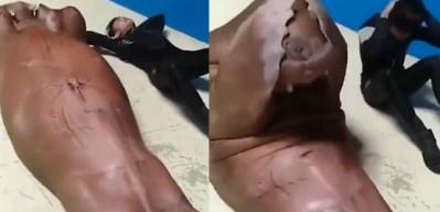 Mekik &ccedil;eken deniz aslanı yok artık dedirtti