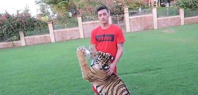 Mesut &Ouml;zil eliyle kaplan besledi