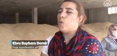 Mezopotamya'nın en eski buğday tohumundan 560 ton rekolte bekleniyor