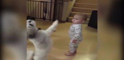 Yemek isteyen k&ouml;peğin taklidini yapan ufaklık
