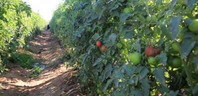 Mısır'ın '&ccedil;ılgın' domatesi herkesin y&uuml;z&uuml;n&uuml; g&uuml;ld&uuml;r&uuml;yor