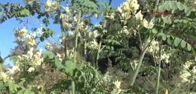  'Mucize ağa&ccedil;' Moringa