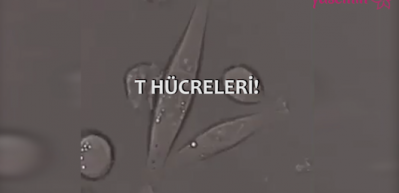 Mutluluğun 'kanser' h&uuml;cresi &uuml;zerindeki etkisi...