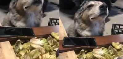 M&uuml;ziğe kendini kaptıran k&ouml;peğin o anları! 