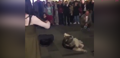 M&uuml;ziğe sesi ile eşlik eden k&ouml;pek!
