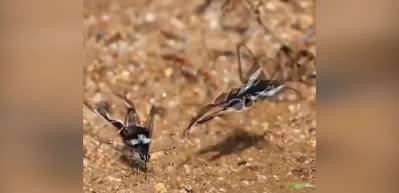Nadir g&ouml;r&uuml;len kelebek t&uuml;r&uuml; Yeşil Dragontail g&ouml;r&uuml;nt&uuml;lendi!