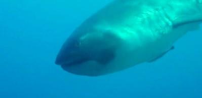 Nadir görülen köpek balığı nefes kesti