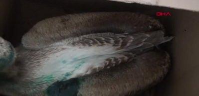 Nesli tehlike altındaki yaralı ak pelikana tedavi