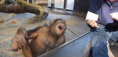 Orangutan g&uuml;lme krizine girdi