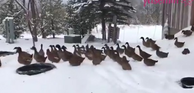 &Ouml;rdeklerin kara kışla karşılaştığı anlar olay oldu!