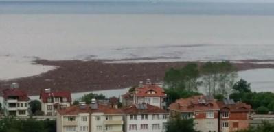 Ordu'da denizde "fındık" adası oluştu! 