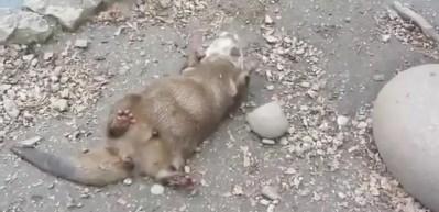 Ormanda kendi eğlencesini bulan su samuru