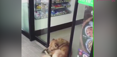 Otomatik kapı ile oyun oynayan k&ouml;pek!