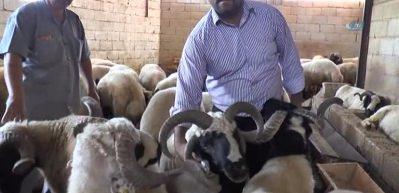 Otomobil fiyatına 4 boynuzlu koyun!