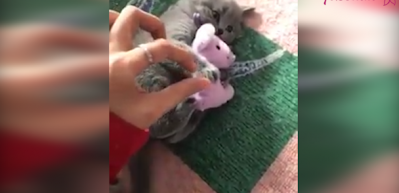 Oyuncağını vermek istemeyen kedi