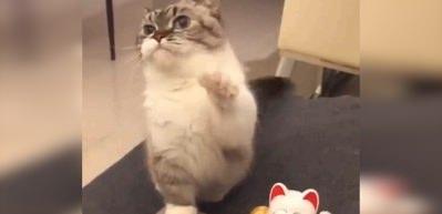 Oyuncak kediyi taklit eden sevimli kedi 