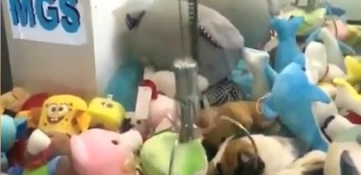 Oyuncak otomatından &ccedil;ıkan kedi g&uuml;ld&uuml;rd&uuml; 