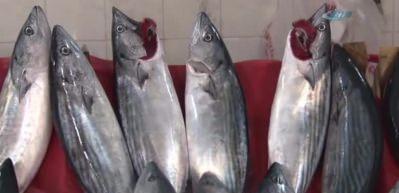 Palamutta tehlike &ccedil;anları &ccedil;alıyor