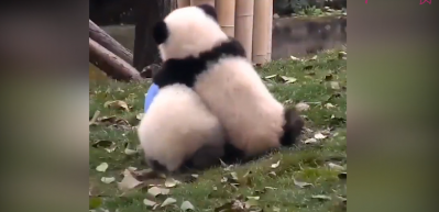 Panda kardeşlerin kavgası!